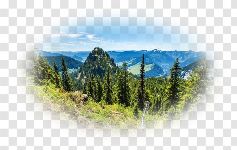 Tree Forest Desktop Wallpaper Metaphor Mount Scenery - Landscape Transparent PNG