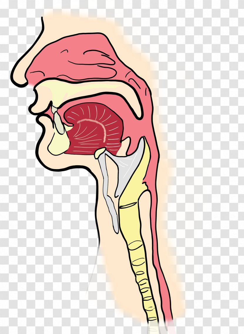 Pharynx Otorhinolaryngology Throat Larynx Sinus - Heart - Nose Transparent PNG