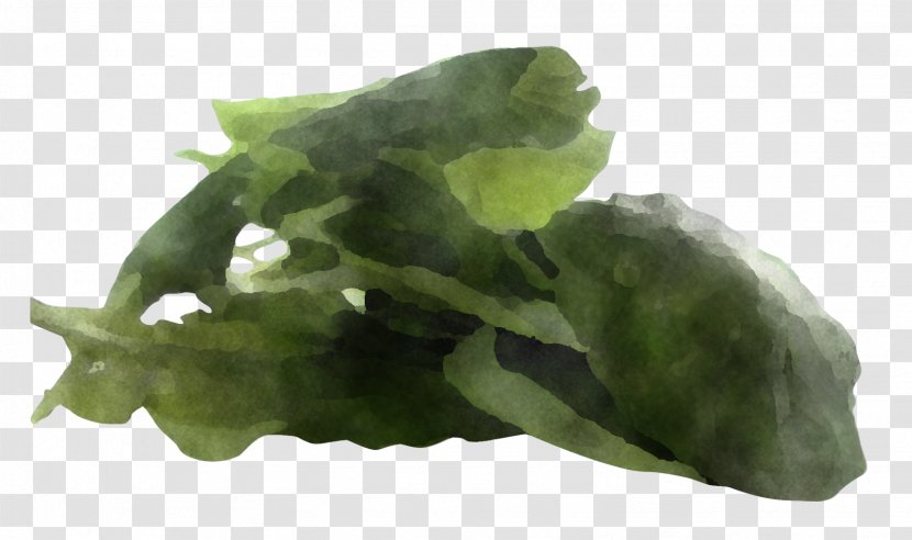 Leaf Vegetable Plant Spinach - Flower - Herb Jade Transparent PNG