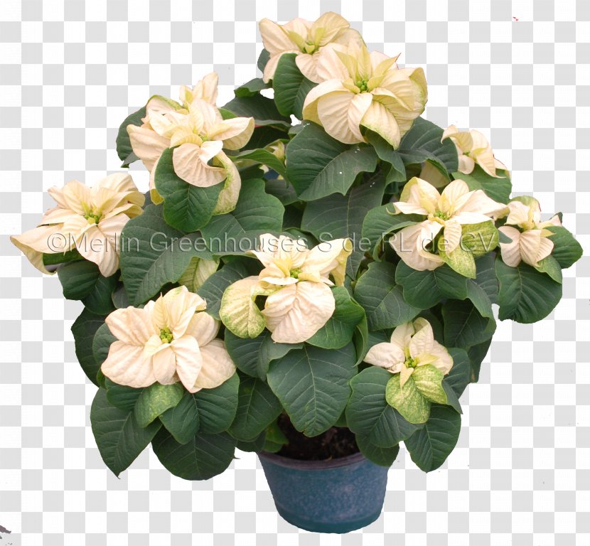 Poinsettia Floral Design Flowerpot Houseplant - Bract - Flower Transparent PNG