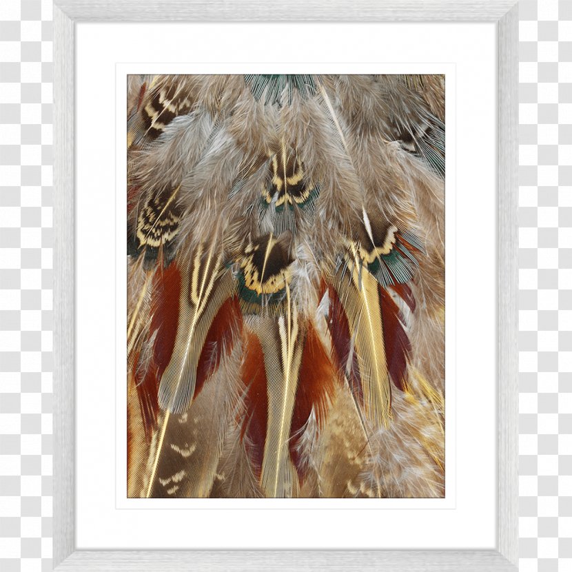 Feather Modern Art Fauna Wildlife Transparent PNG