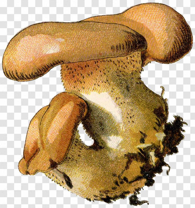 Pleurotus Eryngii Oyster Mushroom Russula Integra Shiitake Common - Medicinal Fungi Transparent PNG