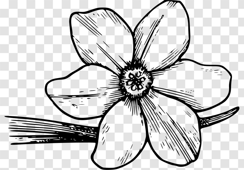 Flowering Dogwood Drawing Clip Art - Flower - Free Cliparts Azaleas Transparent PNG