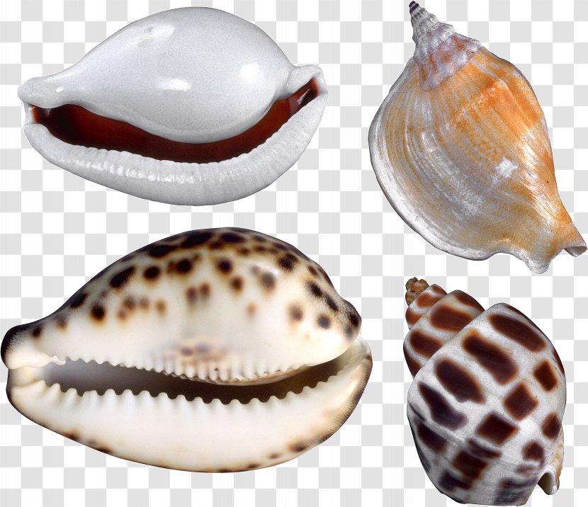 Cockle Conchology Nautilida Seashell - Sea Snail Transparent PNG