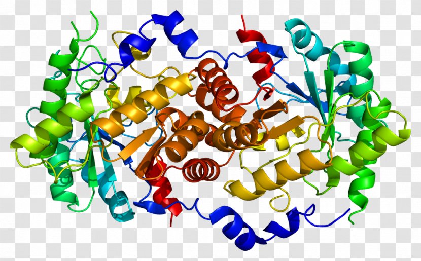 Delta-aminolevulinic Acid Dehydratase Aminolevulinic Deficiency Porphyria 5-Aminolevulinic Synthase Porphobilinogen - Protein - Disease Transparent PNG