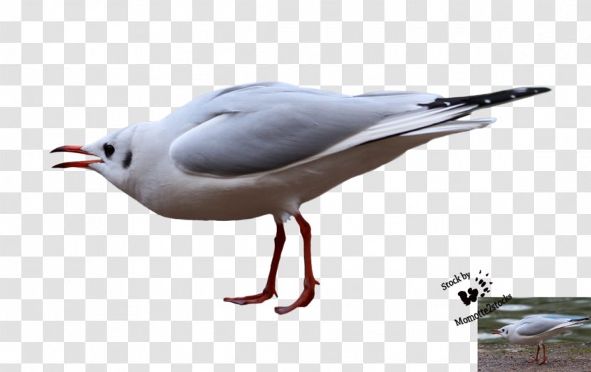 Gulls Great Black-backed Gull Photography - Beak - Seagull Transparent PNG