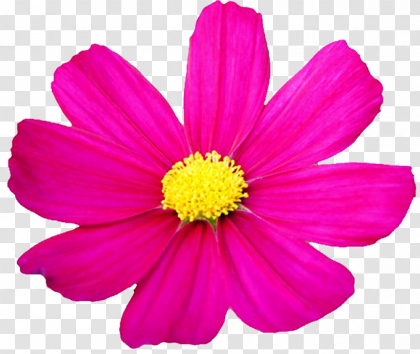 Garden Cosmos Mengeling BIO Flower Seed - Aster - Cosmea Transparent PNG