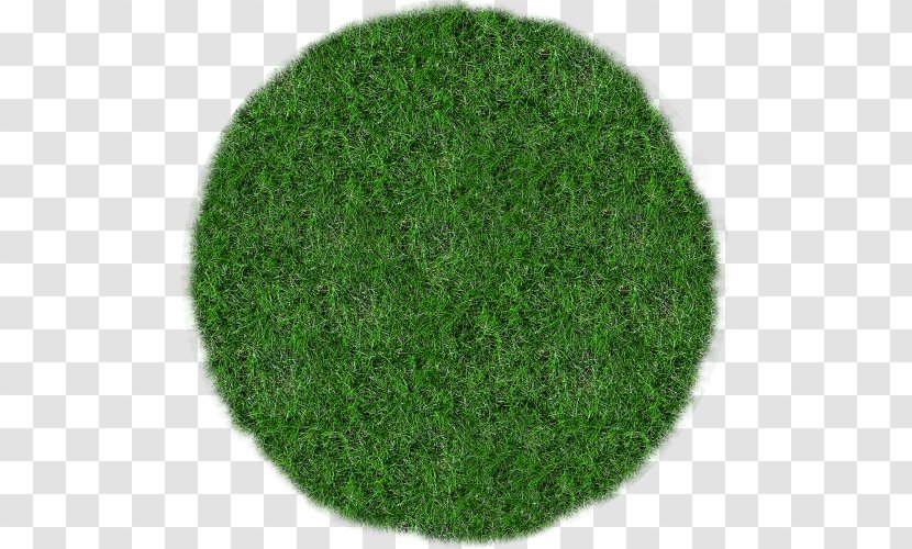 Meadow-grasses Lawn Clip Art - Flower - Grass Transparent PNG