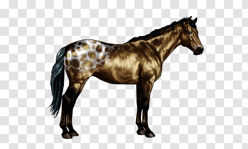 Appaloosa Roan Chestnut Horse Markings Equine Coat Color - Sabino - Spotted Transparent PNG