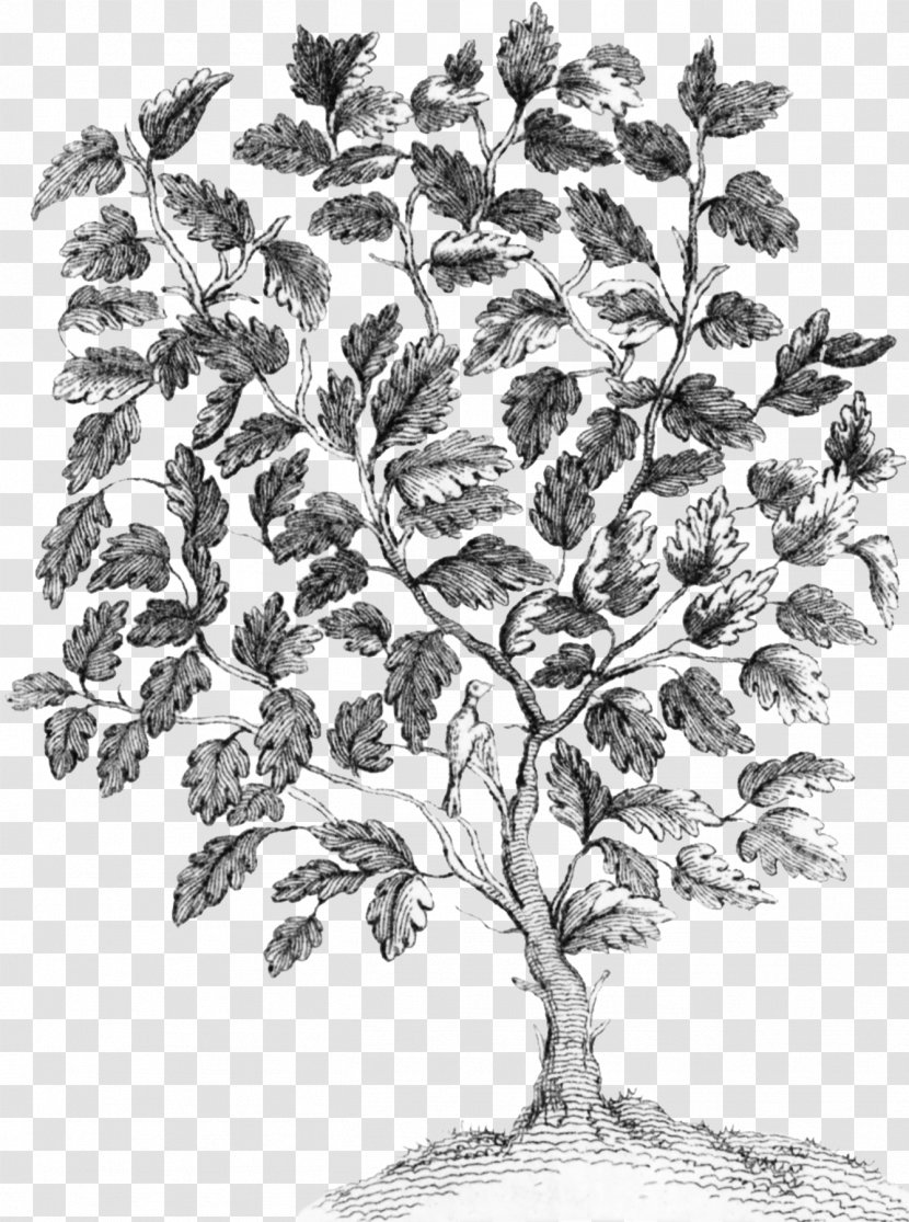 Twig Drawing Plant Stem Leaf /m/02csf - Woody - Fairy Tree Transparent PNG
