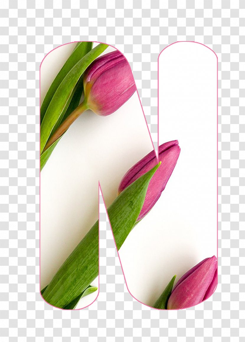 Tulip Still Life Photography Plant Stem - Lily Family Transparent PNG