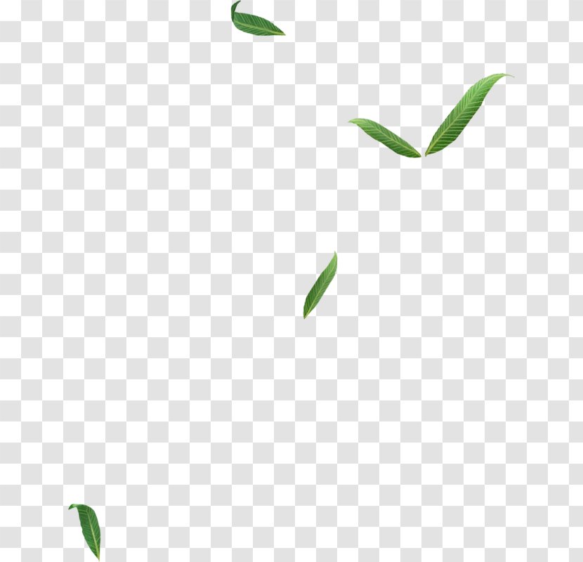 Leaf Logo Plant Stem Line Font - Branch Transparent PNG