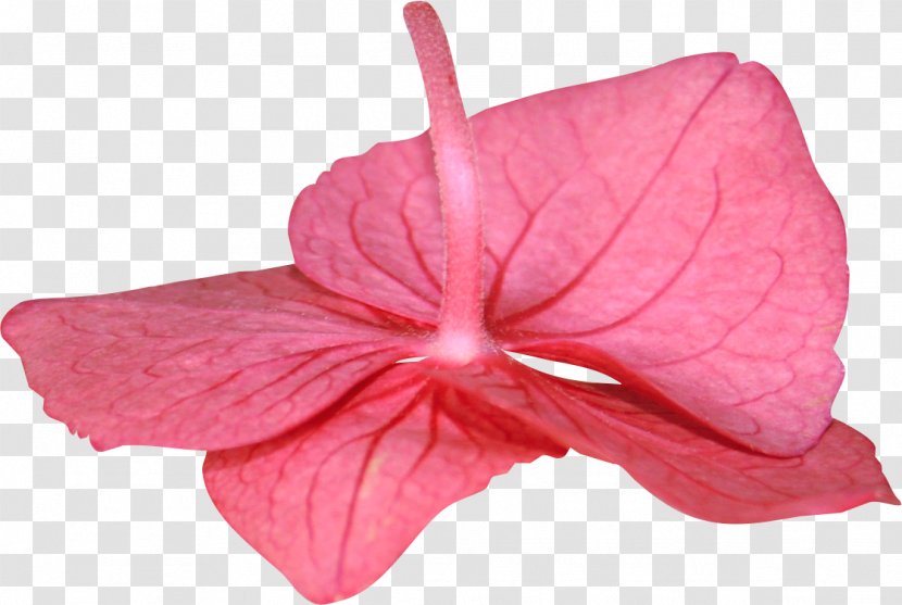 Pink M Close-up RTV Flowering Plant - Fling Transparent PNG