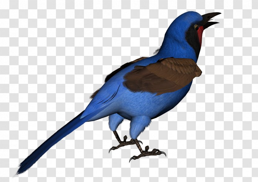 Bluebird Swallow Feather - Perching Bird - Blue Transparent PNG