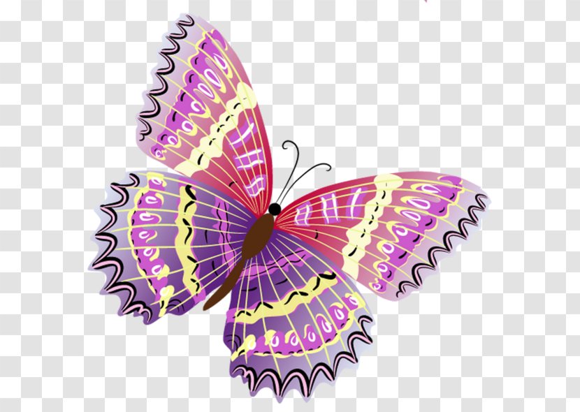 Butterfly Color - Invertebrate - Watercolor Transparent PNG