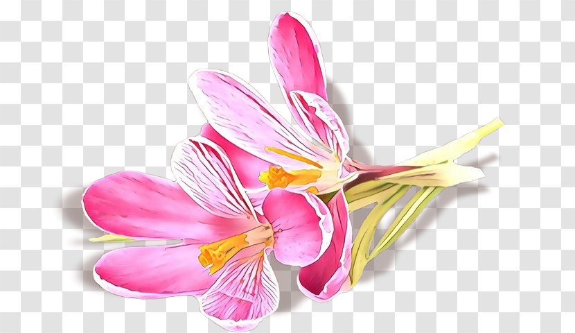 Flower Petal Pink Plant Cut Flowers - Lily Family - Peruvian Transparent PNG