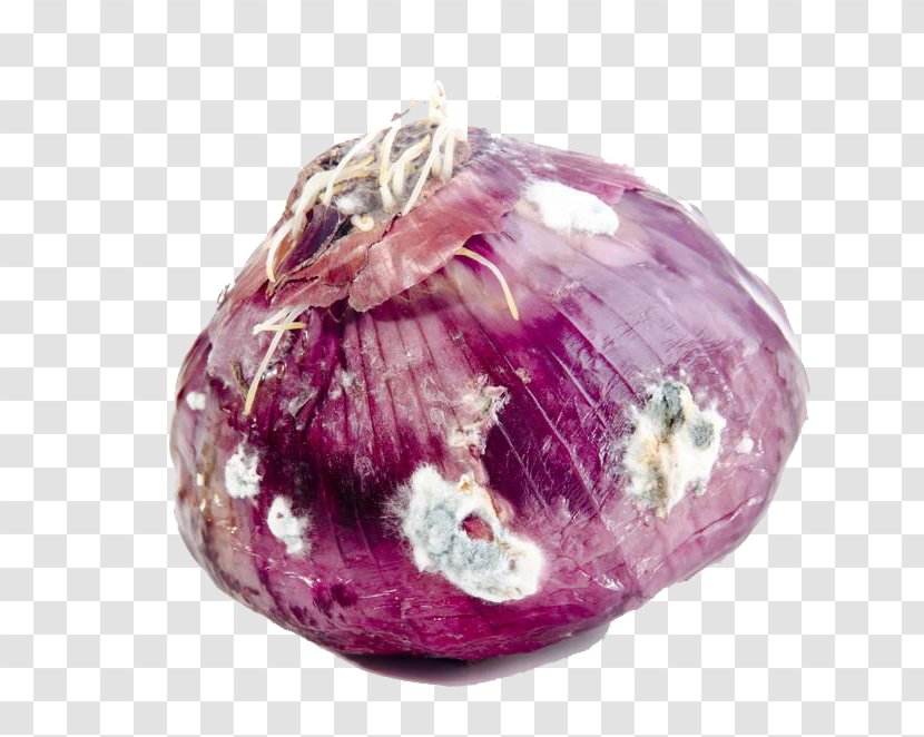 Red Onion Vegetable Mold Vegetarian Cuisine - Gemstone - Moldy Onions Transparent PNG