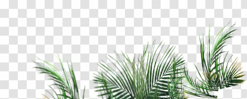 Green - Palm Tree - Grass Transparent PNG