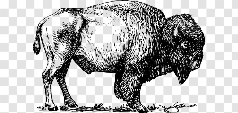 American Bison Clip Art - Ox - Cartoon Cliparts Transparent PNG