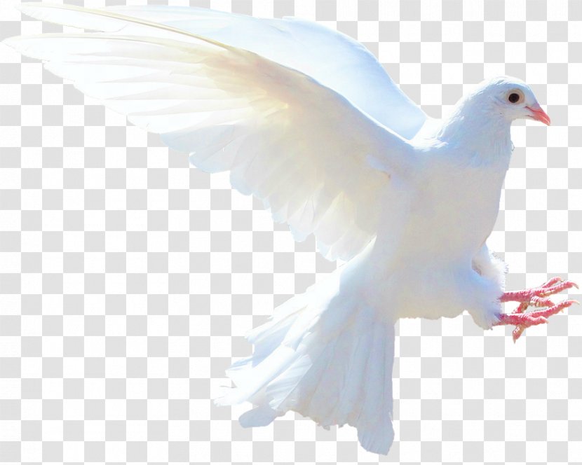 Columbidae Doves As Symbols Holy Spirit Love - Feather - Symbol Transparent PNG
