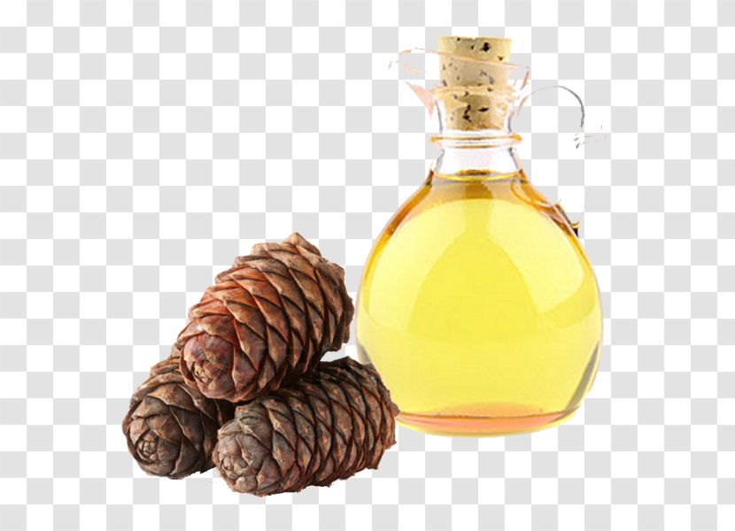 Cedar Oil Wood Essential - Conifers Transparent PNG