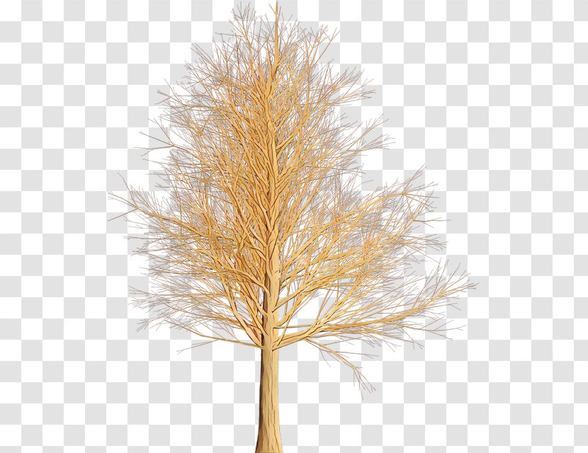 White Pine Tree Red Branch Plant - Cartoon - Woody American Larch Transparent PNG