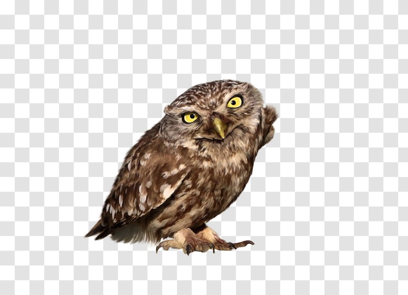 Great Grey Owl Bird Little Northern White-faced - Drawing Transparent PNG