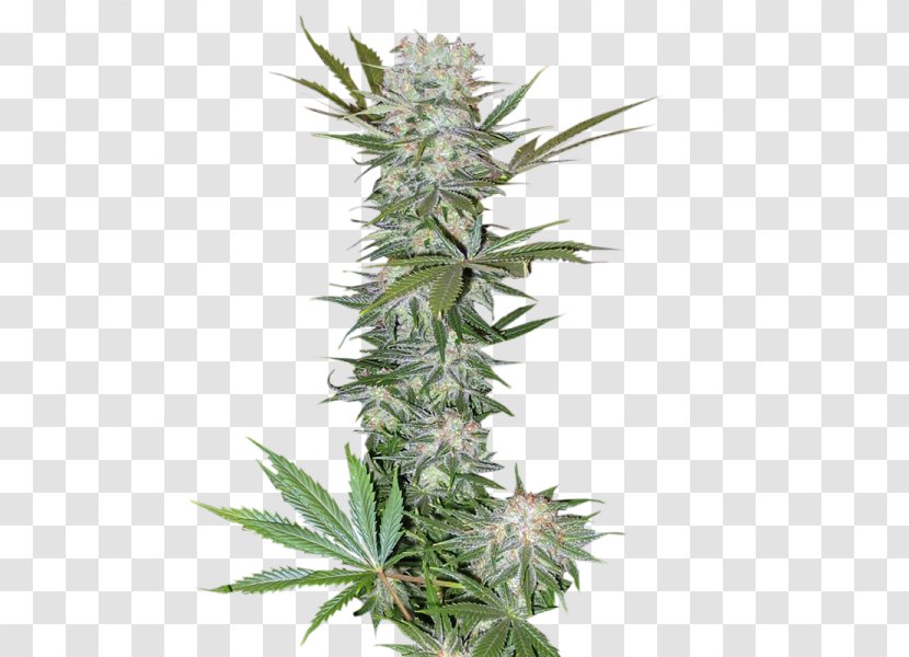 Feminized Cannabis Haze Cultivar Seed - Hemp Family Transparent PNG