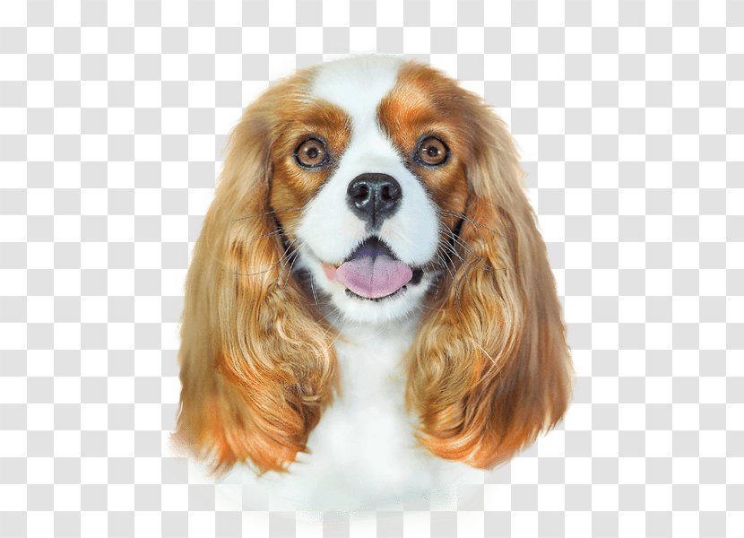Cavalier King Charles Spaniel Hair Conditioner Shampoo Argan Oil Dog Breed - Pet Transparent PNG
