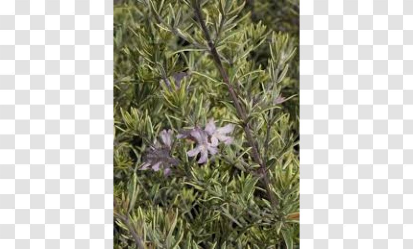 Rosemary Flora Lavender Herb Shrub - Lilac Transparent PNG