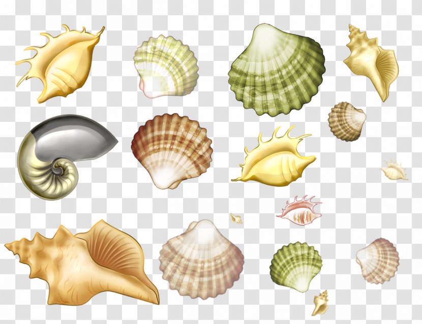 Mollusc Shell Seashell Conchology Drawing Sea Snail - Veneroida Transparent PNG