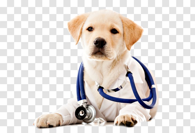 Dog Pet Veterinarian Health Care - Puppy Love Transparent PNG