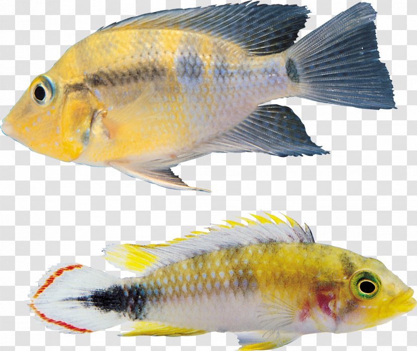 Fish Icon - Goldfish Transparent PNG