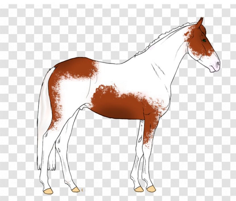 Mane Mustang Foal Stallion Colt Transparent PNG