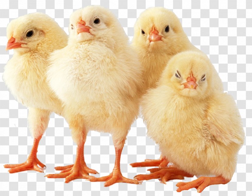 Cornish Chicken Broiler Invaders 5 Desktop Wallpaper Meat - Poussin - Chick Transparent PNG