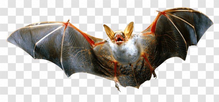 Bat Clip Art - Image Resolution Transparent PNG