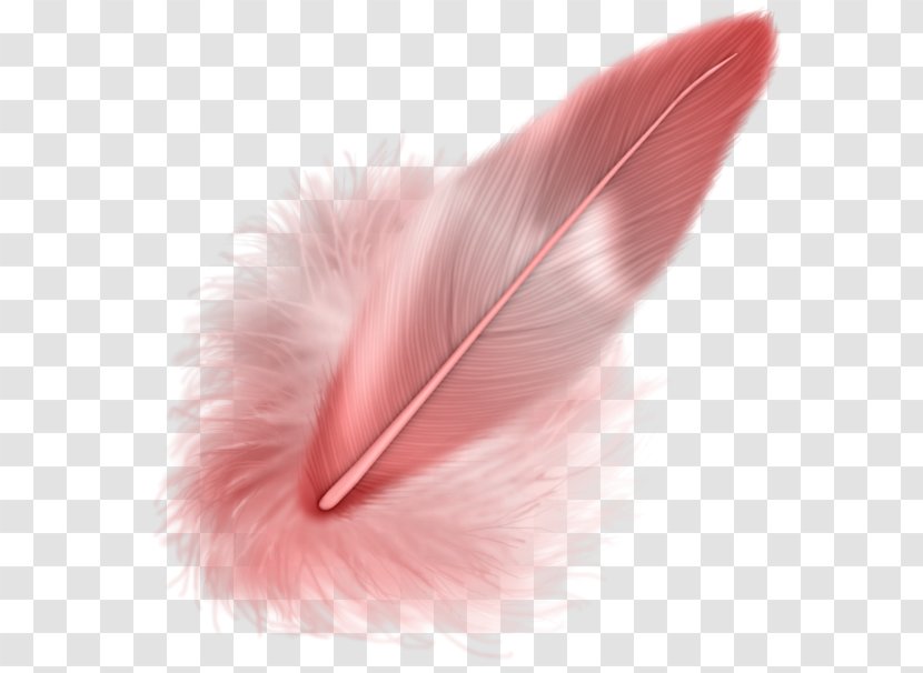 Feather Bird - Blog Transparent PNG