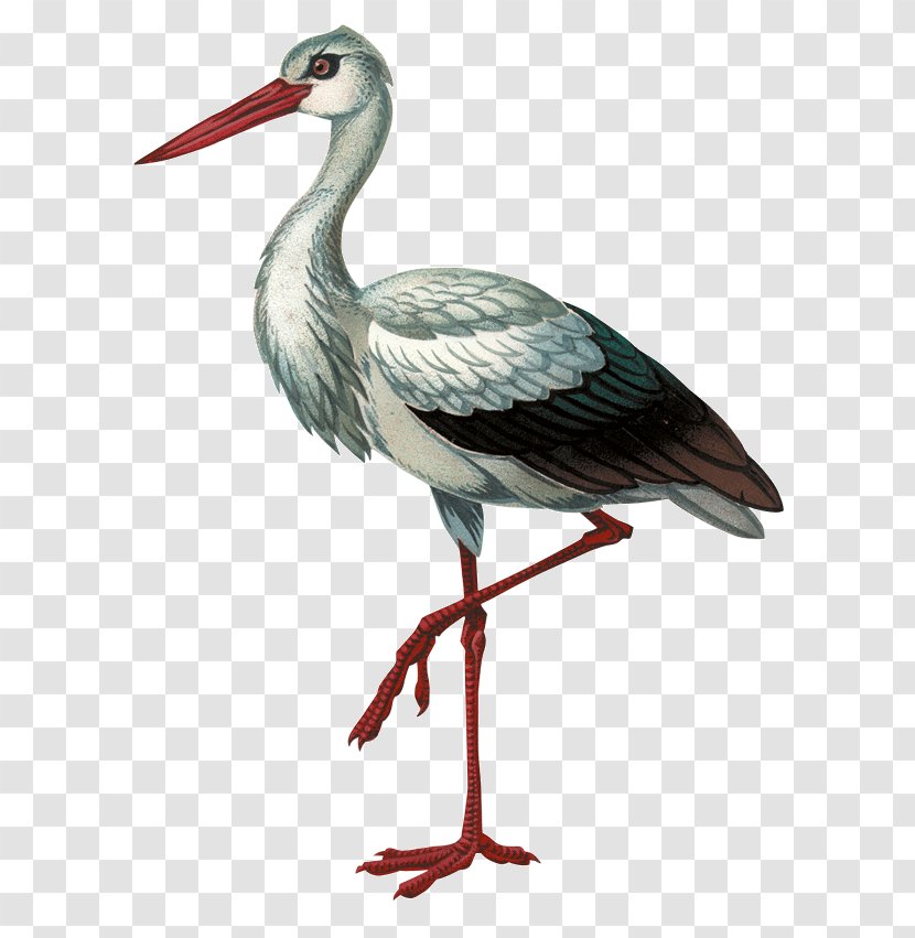 White Stork Black Bird Красная книга Волгоградской области Beak - Ciconiiformes Transparent PNG
