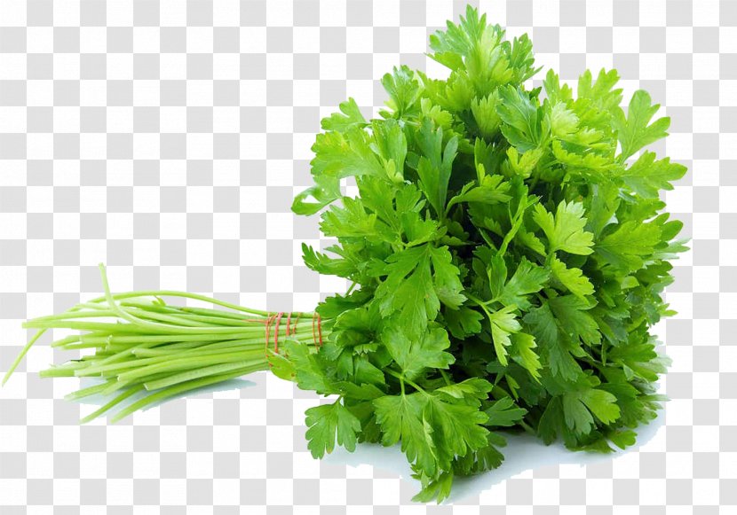 Celery Vegetable Parsley Coriander Herb - Lettuce Transparent PNG