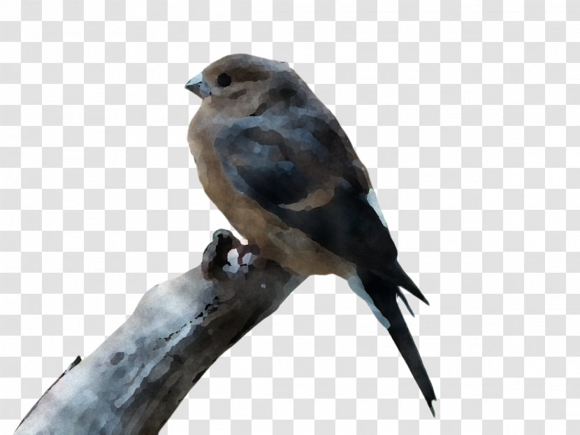 Bird Beak Swallow Perching Falconiformes - Finch Songbird Transparent PNG
