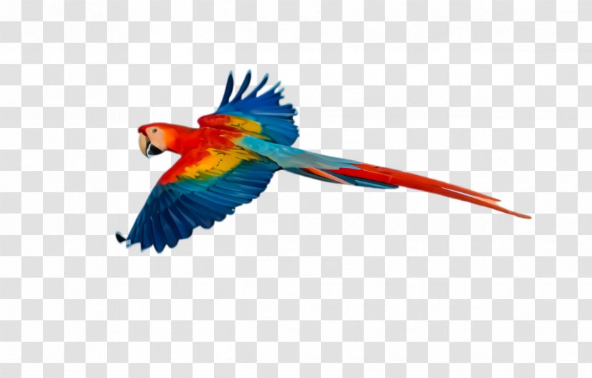 Colorful Background - Wing - Tail Transparent PNG
