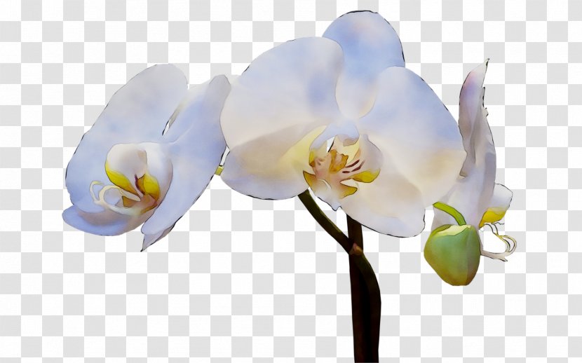 Moth Orchids Cut Flowers Plant Stem - Orchid - White Transparent PNG