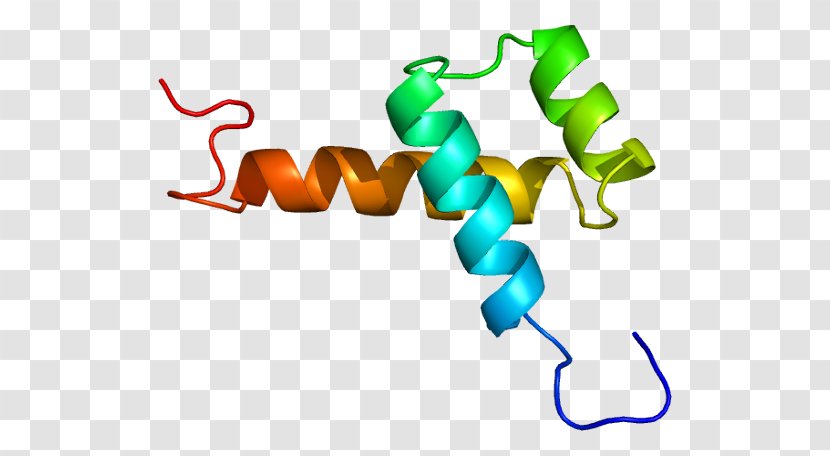 NK2 Homeobox 1 Gene Thyroid Peroxidase Transcription Factor Transparent PNG