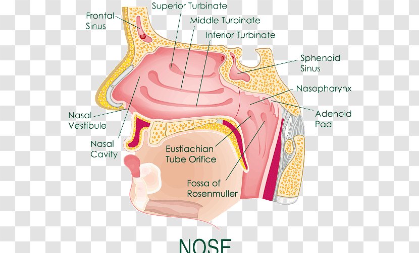 Anatomy Of The Human Nose Nasal Cavity Diagram - Silhouette Transparent PNG