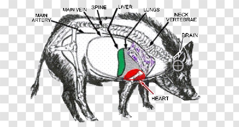 Wild Boar Hunting Shooting Feral Pig - Tree - Location Of Internal Organs Transparent PNG