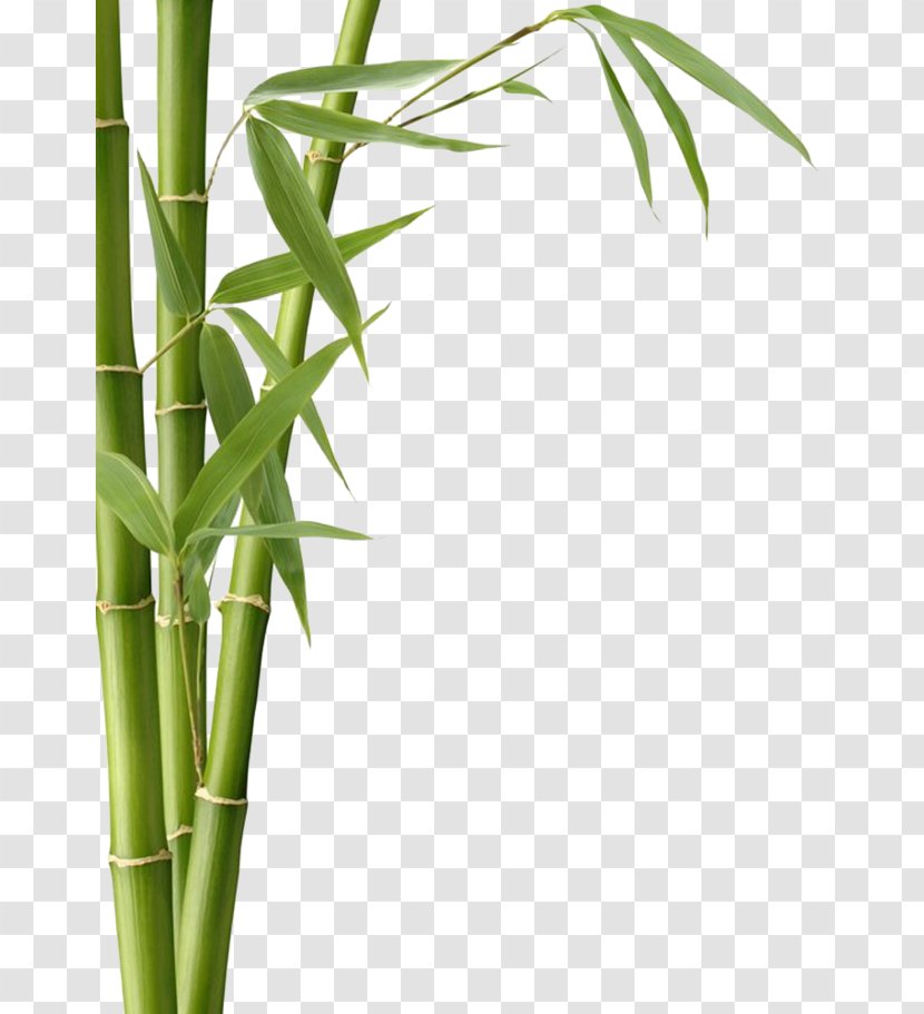 Bamboo Textile Charcoal Leaf Fargesia Murielae - Plant Transparent PNG