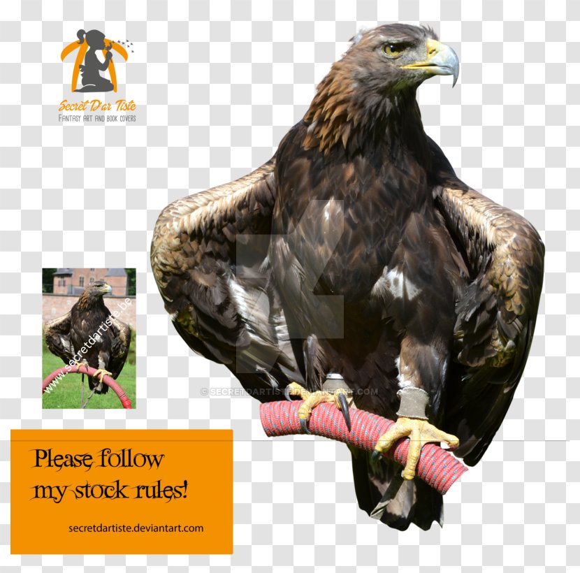 Eagle Fauna Advertising Beak - BIRDS OF PREY Transparent PNG