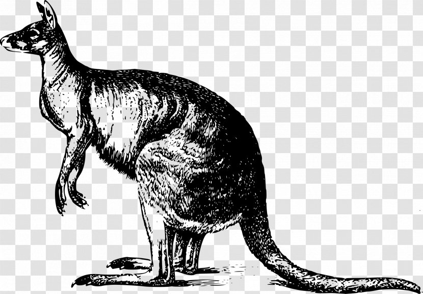Kangaroo Drawing - Terrestrial Animal Transparent PNG