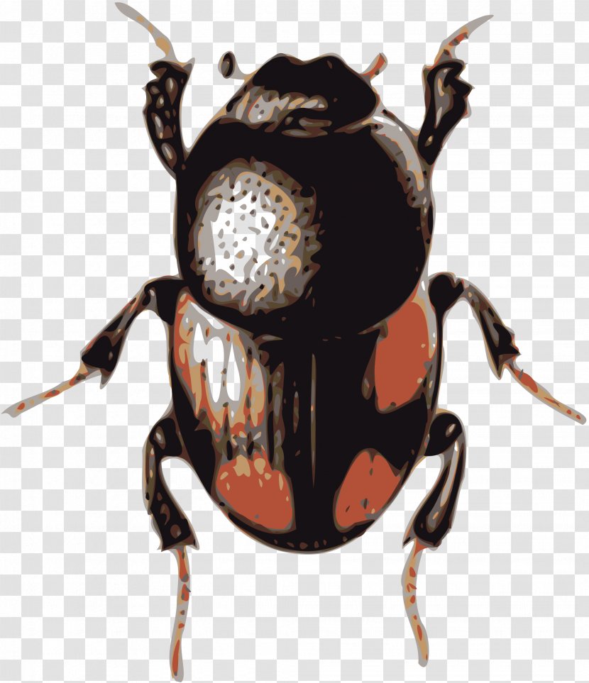 Volkswagen Beetle Clip Art - Organism - Bugs Transparent PNG