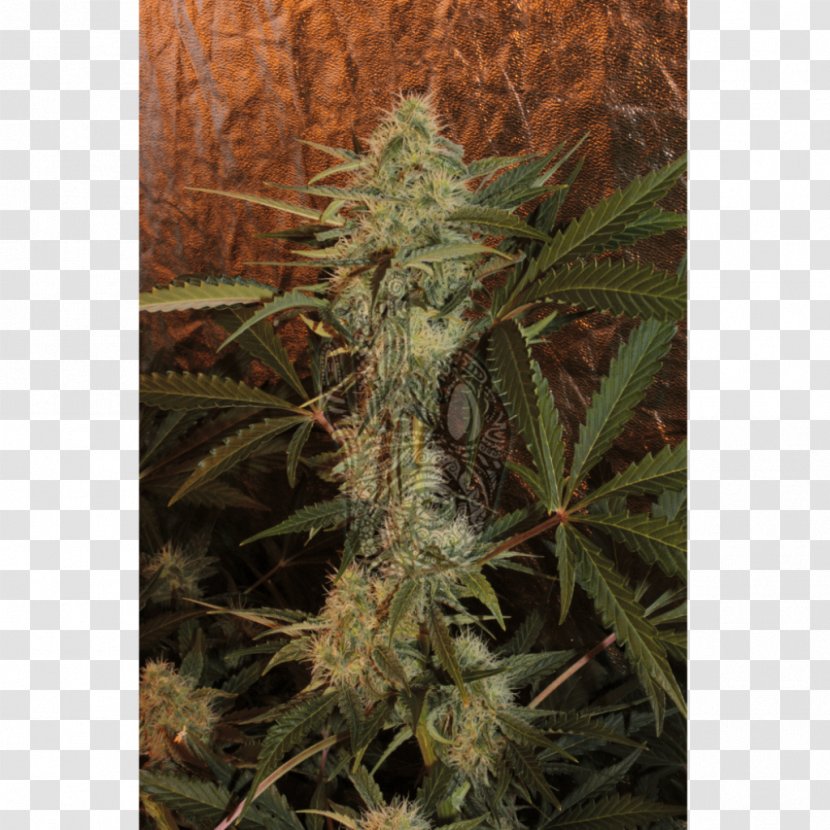 Feminized Cannabis Skunk Seed Online Shopping - Kiev Transparent PNG